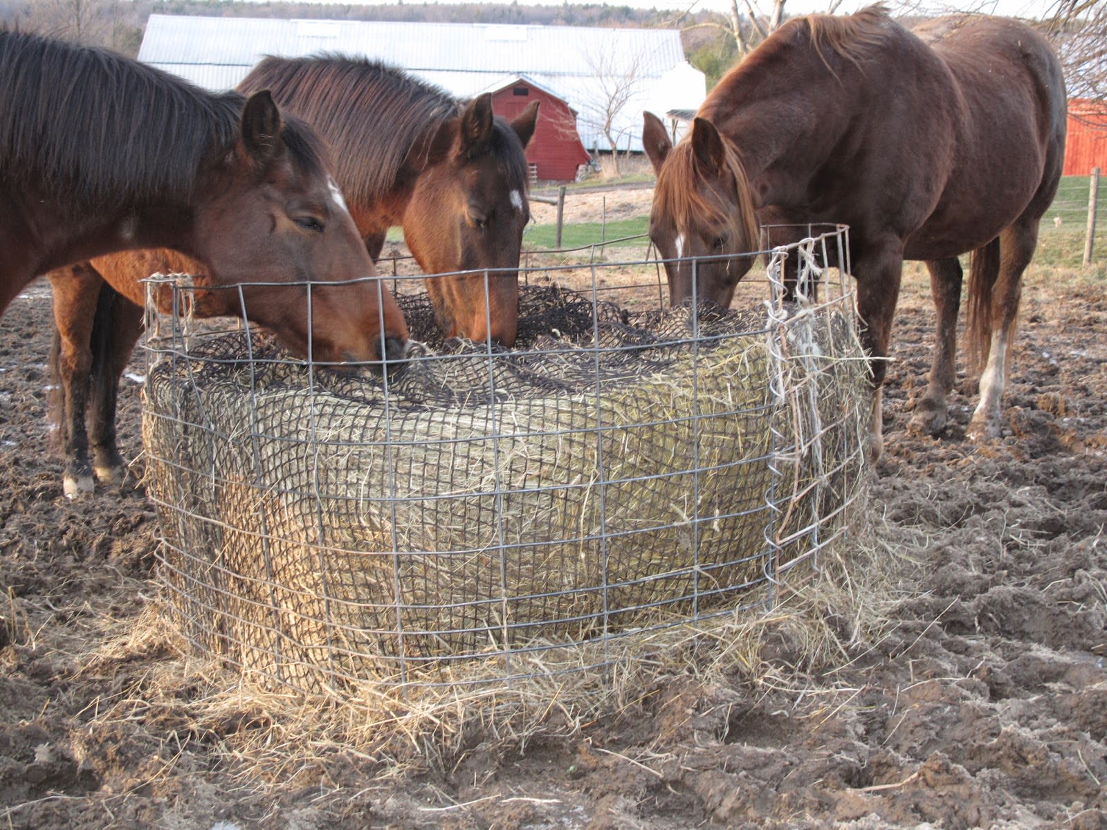 horses enjoying their hay - slow feeding