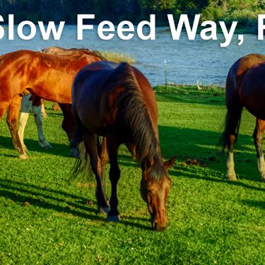slow feeding does not promote wait gain