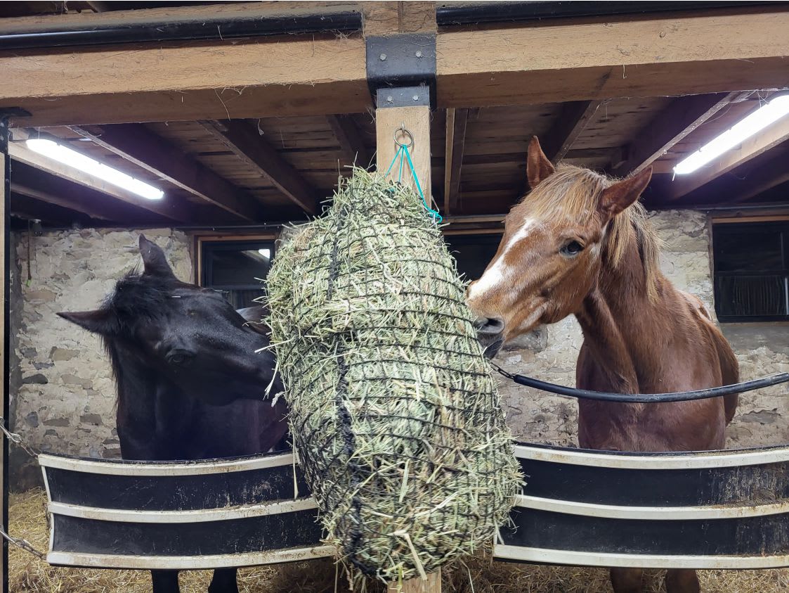 happy horses eating from a slow feed hay net